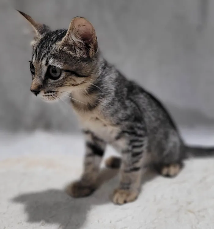 Gato ra a SRD-ViraLata idade 2 a 6 meses nome Príncipe. 