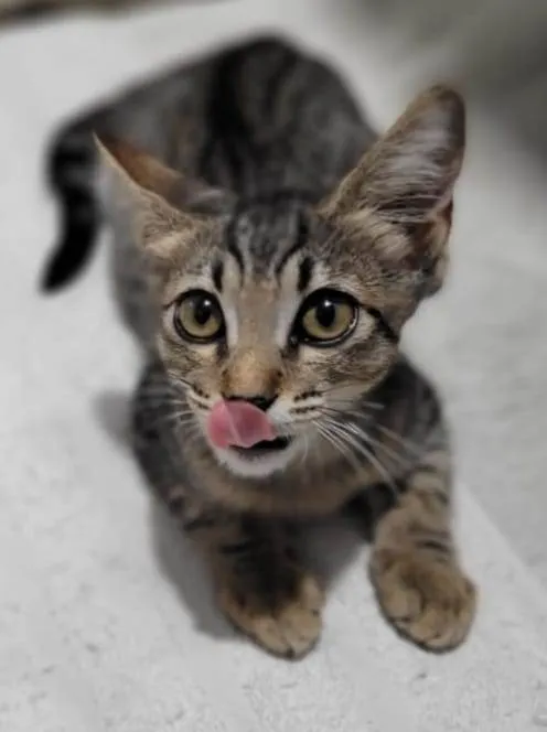 Gato ra a SRD-ViraLata idade 2 a 6 meses nome Príncipe. 