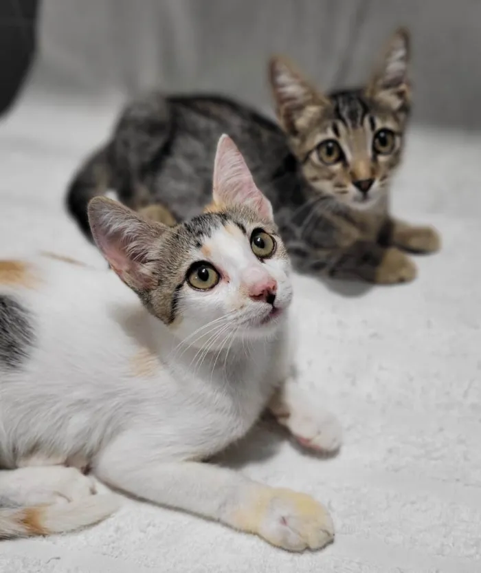 Gato ra a SRD-ViraLata idade 2 a 6 meses nome Príncipe. 