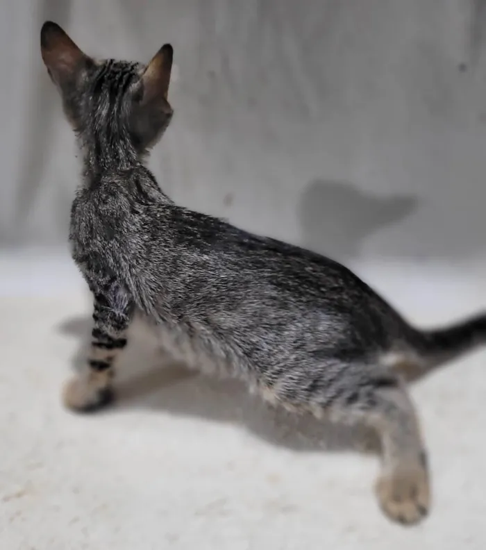 Gato ra a SRD-ViraLata idade 2 a 6 meses nome Príncipe. 