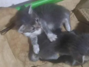 Gato raça Misturado  idade Abaixo de 2 meses nome Não tem