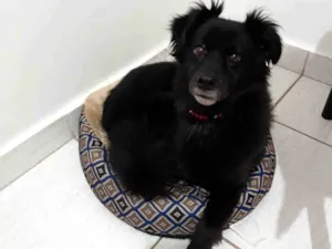 Cachorro raça SRD-ViraLata idade 3 anos nome Teodora 