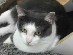 Gato raça SRD-ViraLata idade 3 anos nome Doris