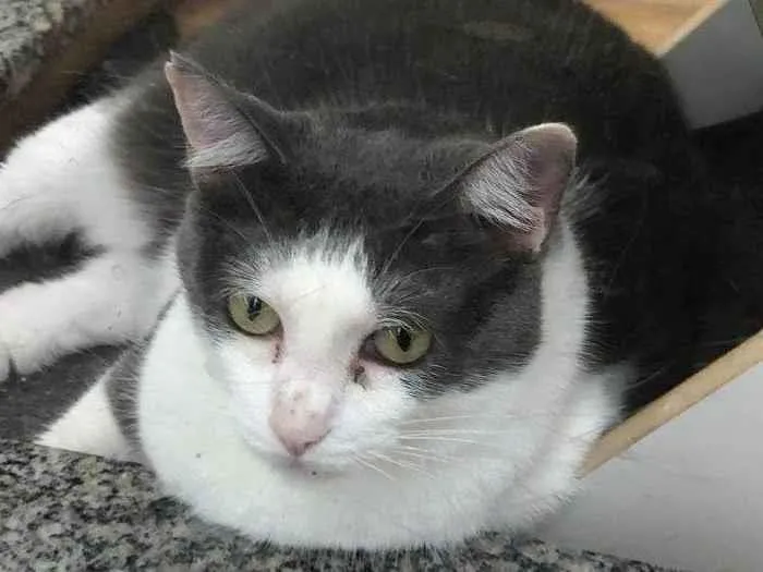 Gato raça SRD-ViraLata idade 3 anos nome Doris