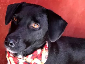 Cachorro raça Preta idade 1 ano nome Azeitona