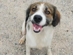 Cachorro raça Indefinido idade 1 ano nome Sem nome