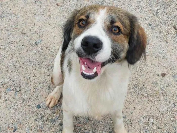 Cachorro ra a Indefinido idade 1 ano nome Sem nome