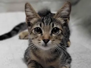 Gato raça SRD-ViraLata idade 2 a 6 meses nome Príncipe. 
