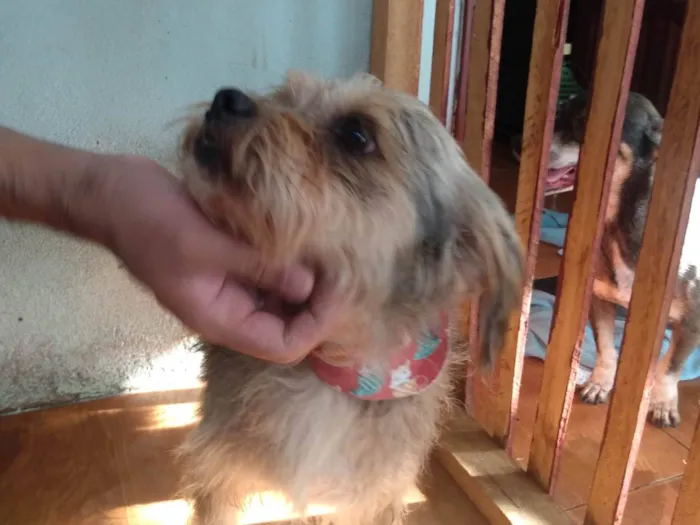 Cachorro ra a Schnauzer com vira lata idade 6 ou mais anos nome Jade