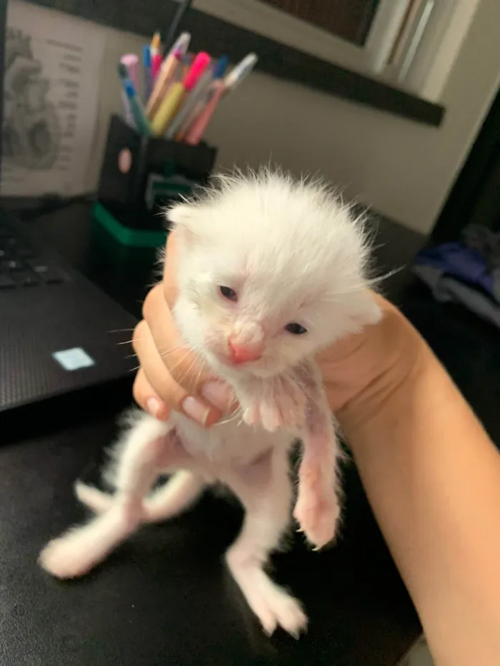 Gato ra a SRD-ViraLata idade Abaixo de 2 meses nome Bella 