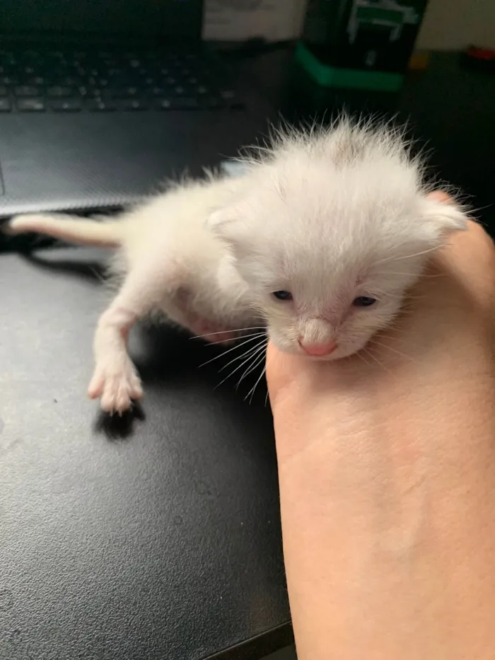 Gato ra a SRD-ViraLata idade Abaixo de 2 meses nome Bella 