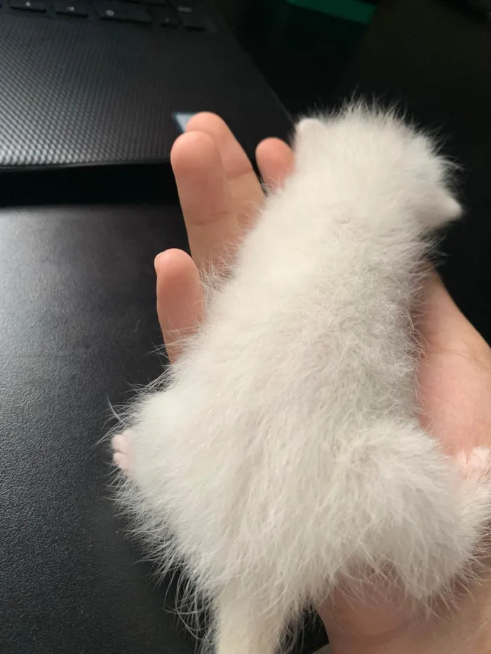 Gato ra a SRD-ViraLata idade Abaixo de 2 meses nome Bella 