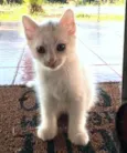 gatinho branco
