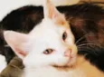 gatinho branco