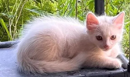Gato ra a SRD-ViraLata idade Abaixo de 2 meses nome gatinho branco