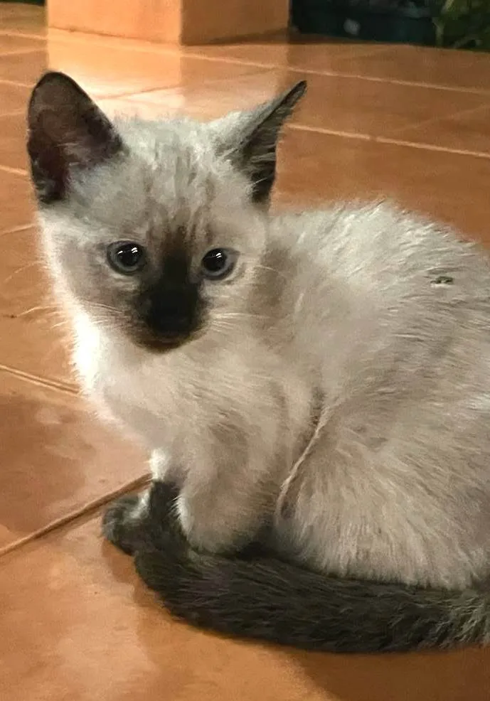 Gato ra a SRD-ViraLata idade Abaixo de 2 meses nome gatinha linda