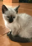 gatinha linda