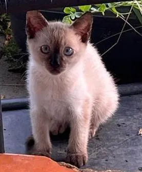 Gato ra a SRD-ViraLata idade Abaixo de 2 meses nome gatinha linda