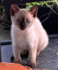 gatinha linda