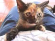 Pipoca