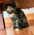 Pipoca