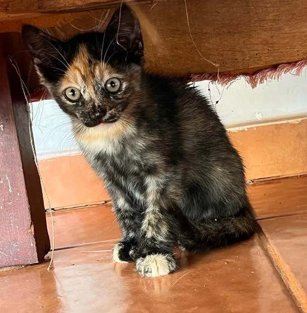 Gato ra a SRD-ViraLata idade 2 a 6 meses nome Pipoca