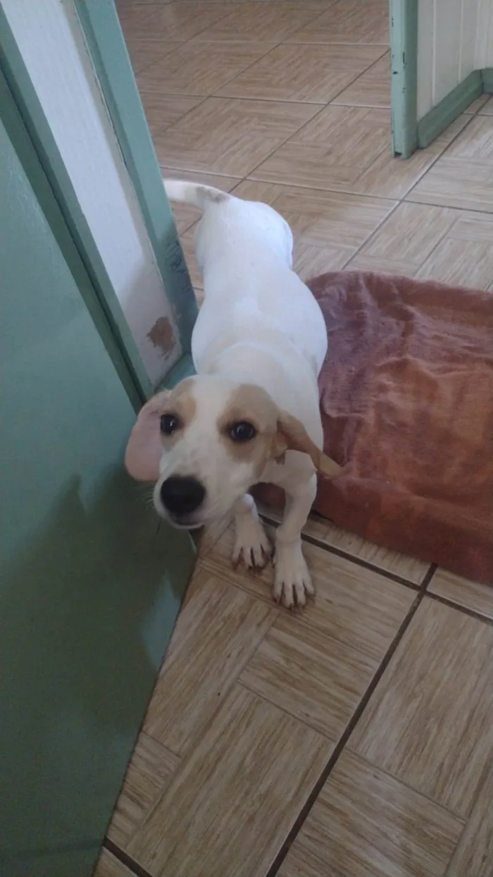 Cachorro ra a SRD-ViraLata idade 2 anos nome Branquinha 