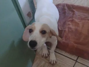 Cachorro raça SRD-ViraLata idade 2 anos nome Branquinha 