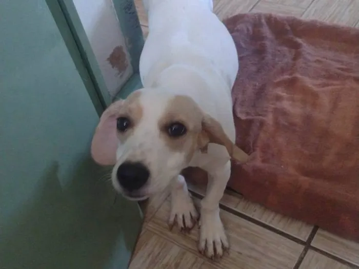 Cachorro ra a SRD-ViraLata idade 2 anos nome Branquinha 