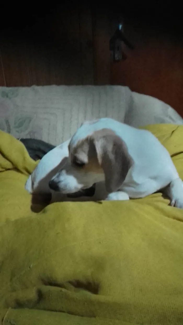 Cachorro ra a Salsicha porte pequeno  idade 1 ano nome Branquinha 