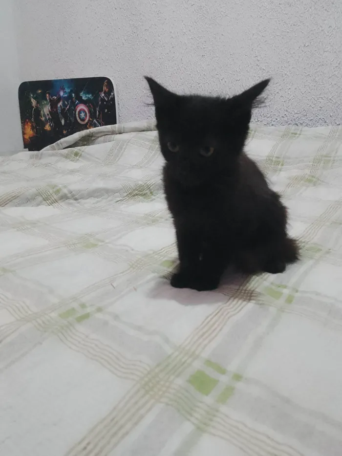 Gato ra a Siamês  idade 2 a 6 meses nome Não tem