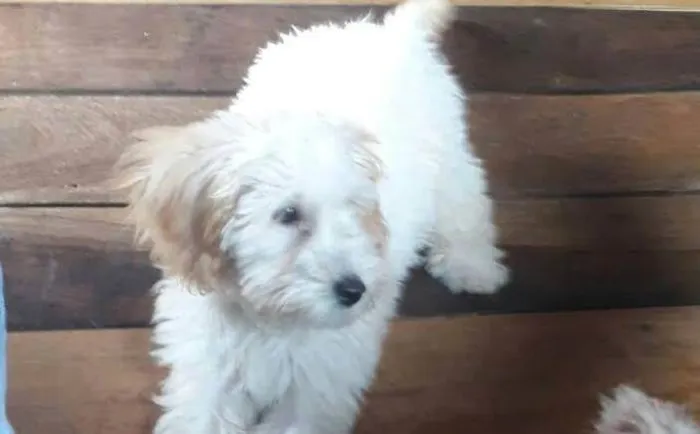 Cachorro ra a Poodle idade 7 a 11 meses nome Teddy