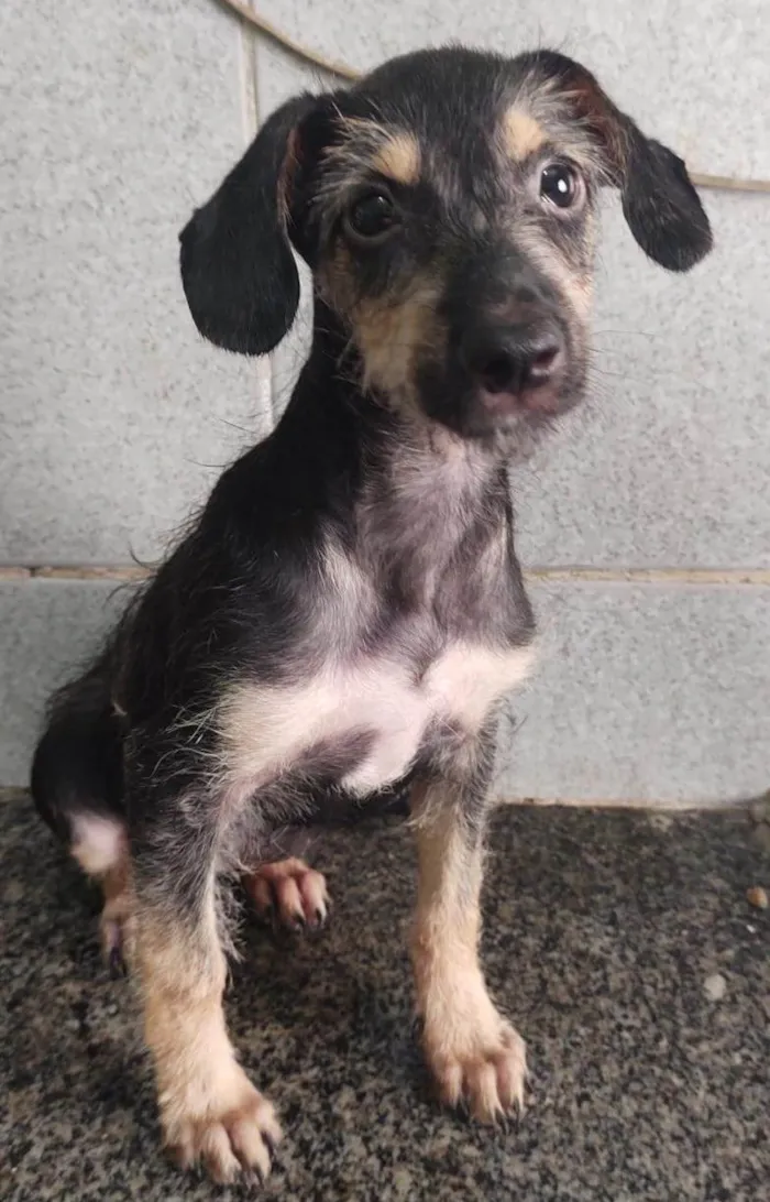 Cachorro ra a SRD-ViraLata idade 2 a 6 meses nome Eva