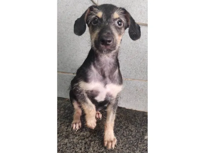 Cachorro ra a SRD-ViraLata idade 2 a 6 meses nome Eva