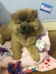 Cachorro raça Chow Chow idade 2 a 6 meses nome Ravi