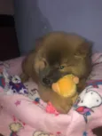 Cachorro raça Chow Chow idade 2 a 6 meses nome Ravi