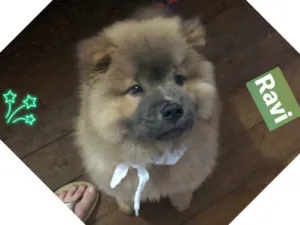 Cachorro raça Chow Chow idade 2 a 6 meses nome Ravi
