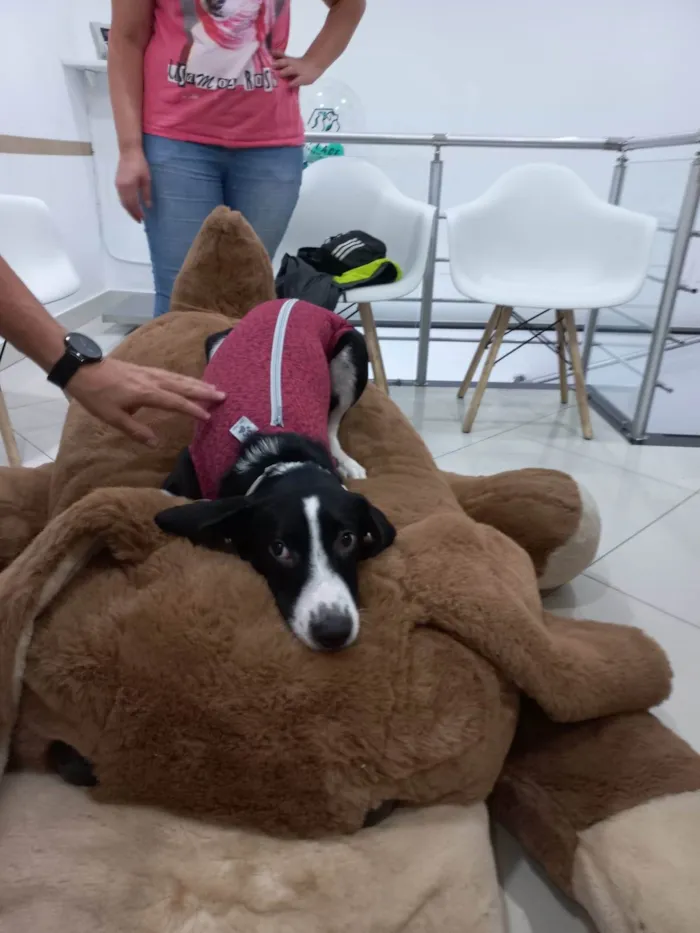 Cachorro raça SRD-ViraLata idade 7 a 11 meses nome Bella