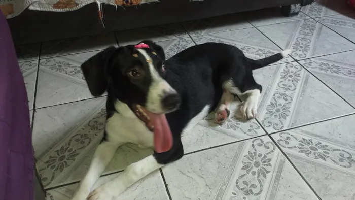Cachorro raça SRD-ViraLata idade 7 a 11 meses nome Bella