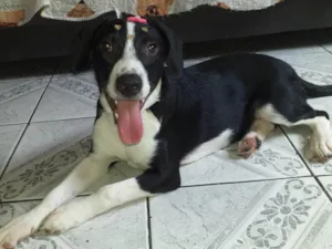 Cachorro raça SRD-ViraLata idade 7 a 11 meses nome Bella