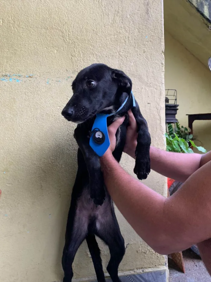 Cachorro ra a SRD-ViraLata idade 2 a 6 meses nome SEM NOME