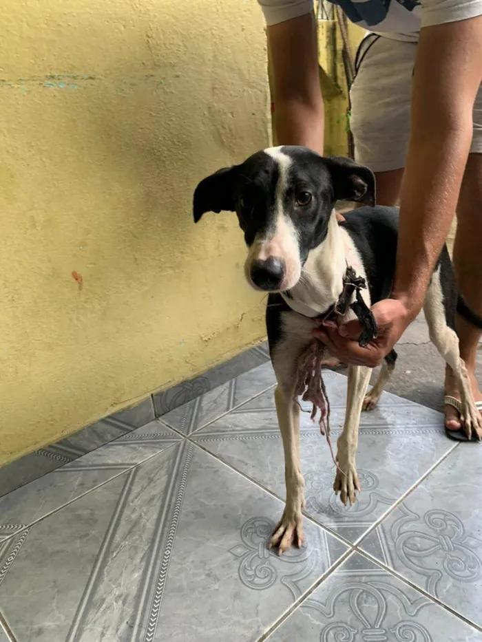 Cachorro ra a SRD-ViraLata idade 2 a 6 meses nome SEM NOME