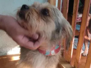 Cachorro raça Schnauzer com vira lata idade 6 ou mais anos nome Jade