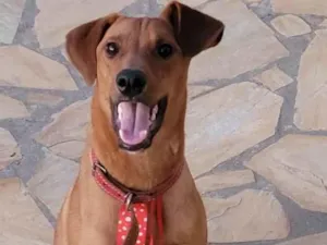 Cachorro raça SRD-ViraLata idade 7 a 11 meses nome Apollo