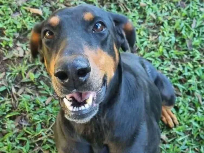 Cachorro ra a SRD-ViraLata idade 1 ano nome Ju