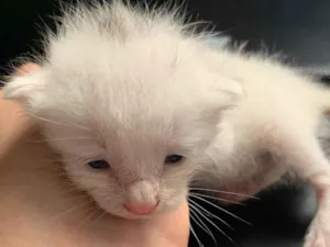 Gato raça SRD-ViraLata idade Abaixo de 2 meses nome Bella 