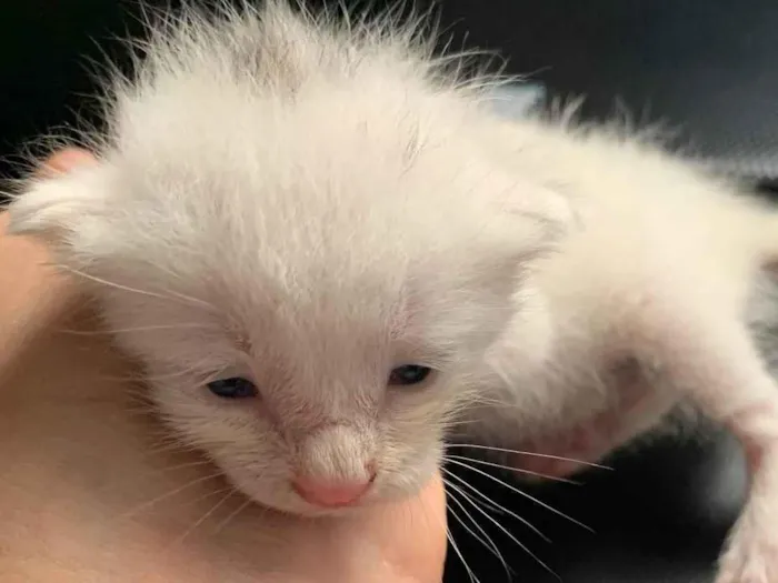 Gato ra a SRD-ViraLata idade Abaixo de 2 meses nome Bella 