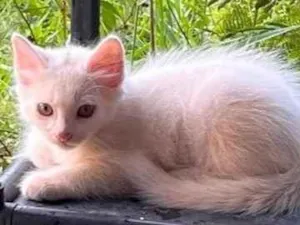Gato raça SRD-ViraLata idade Abaixo de 2 meses nome gatinho branco