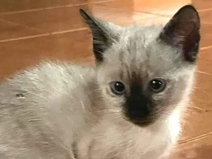 Gato ra a SRD-ViraLata idade Abaixo de 2 meses nome gatinha linda