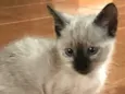 gatinha linda